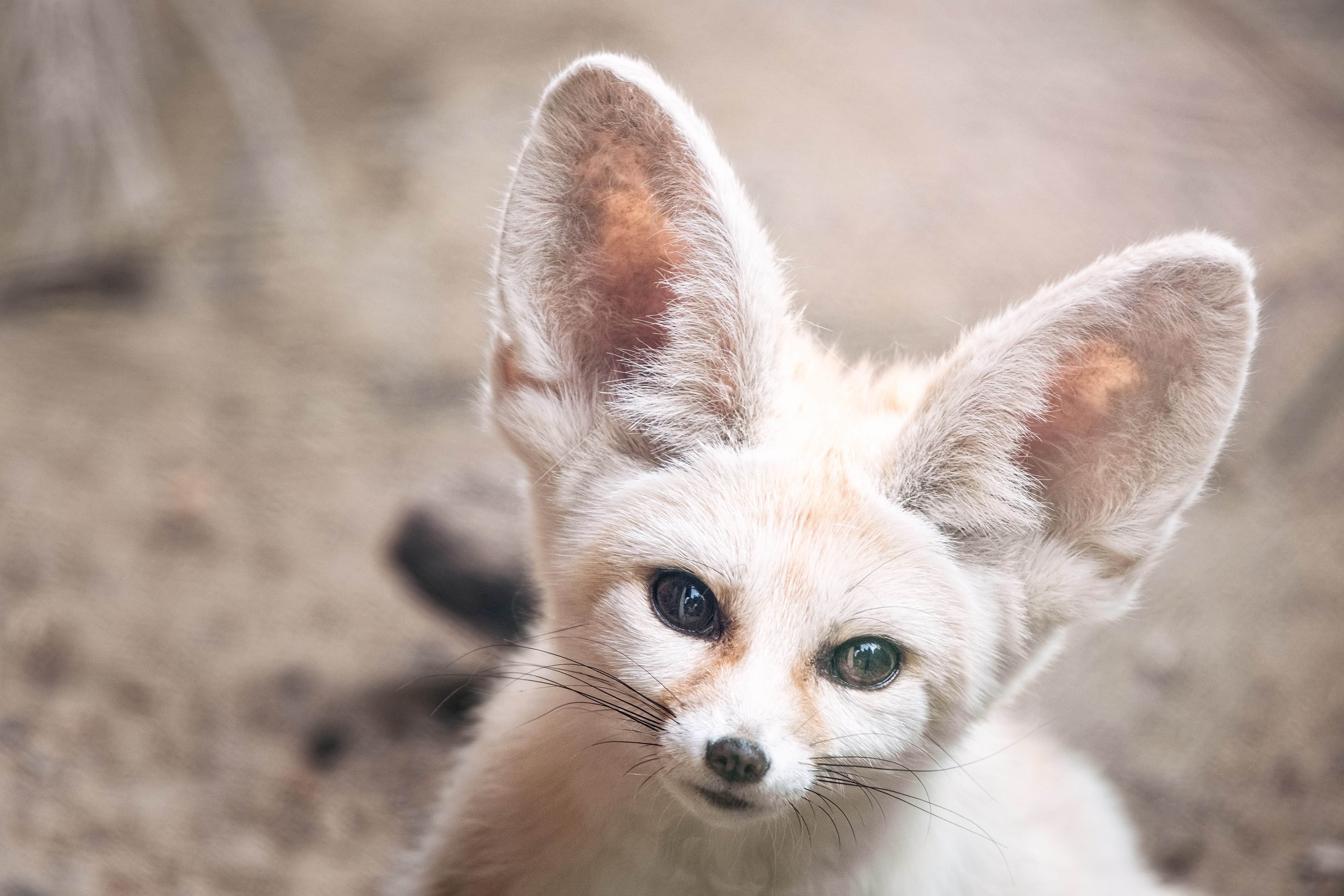 Fenek_10_2019